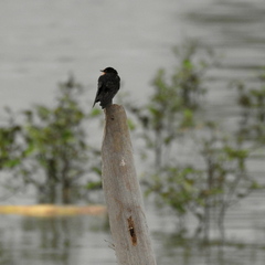Hirundo tahitica