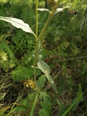 Saussurea controversa