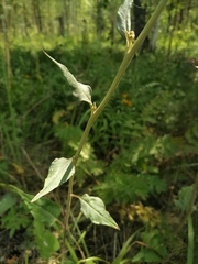 Saussurea controversa