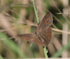 Brakefieldia perspicua