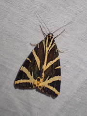 Euplagia quadripunctaria