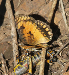 Byblia anvatara