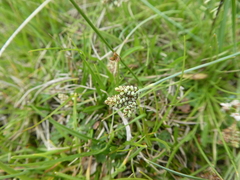 Carex bicolor
