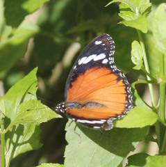 Hypolimnas misippus