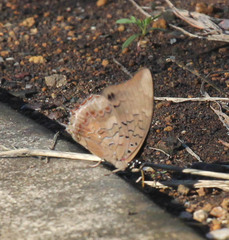 Charaxes cithaeron
