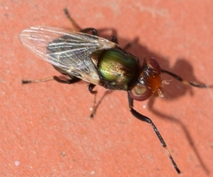 Physiphora alceae
