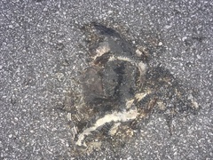 Varanus salvator macromaculatus