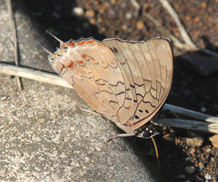 Charaxes cithaeron