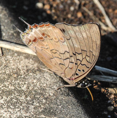 Charaxes cithaeron