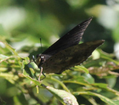 Charaxes ethalion