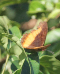 Eurytela dryope angulata