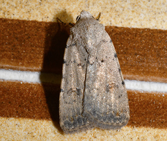 Caradrina