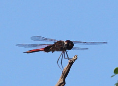 Tramea limbata