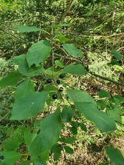 Prunus padus