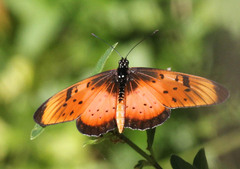 Acraea natalica