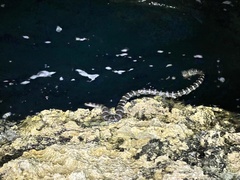 Laticauda semifasciata