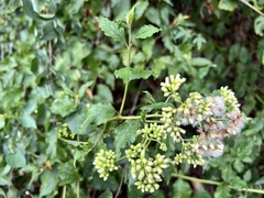 Microglossa pyrifolia