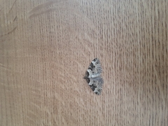 Xanthorhoe fluctuata