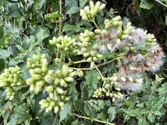 Microglossa pyrifolia