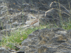 Monticola saxatilis