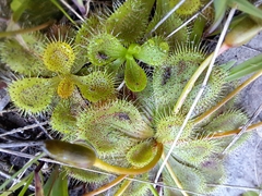 Drosera whittakeri