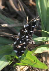 Bocchoris inspersalis
