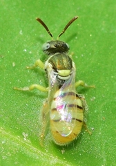 Nomioides