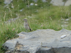 Monticola saxatilis
