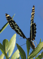 Papilio demodocus demodocus