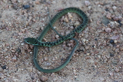 Philothamnus semivariegatus