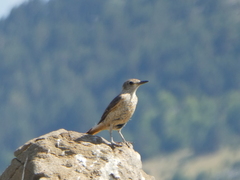 Monticola saxatilis