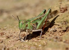 Chortoicetes terminifera