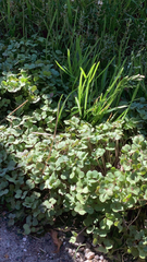 Plantae