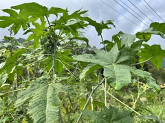Ricinus communis