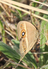 Brakefieldia perspicua