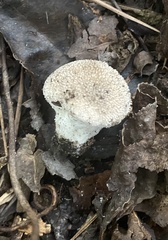 Lycoperdon