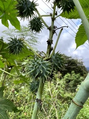 Ricinus communis