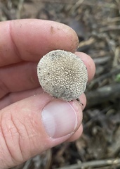 Lycoperdon