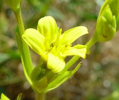 Pentalepis trichodesmoides
