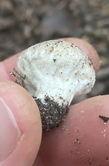 Lycoperdon