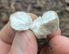 Lycoperdon