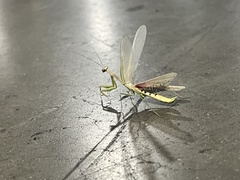 Stagmomantis