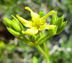 Pentalepis trichodesmoides
