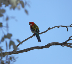 Platycercus eximius