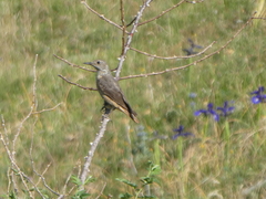 Monticola saxatilis