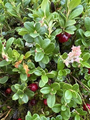 Vaccinium vitis-idaea