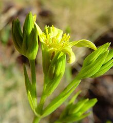 Pentalepis trichodesmoides
