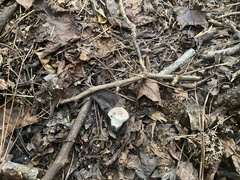 Lycoperdon