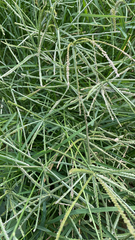 Eleusine indica