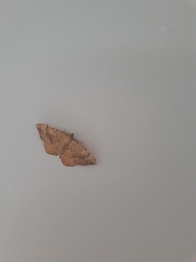 Camptogramma bilineata